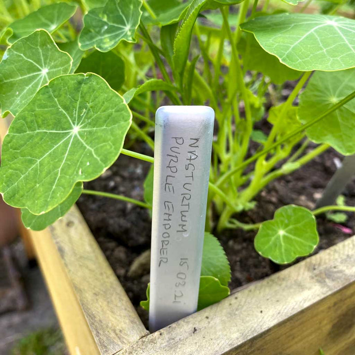 Tildenet Aluminium Plant Labels in a garden bed, with 'Nasturtium' written on it