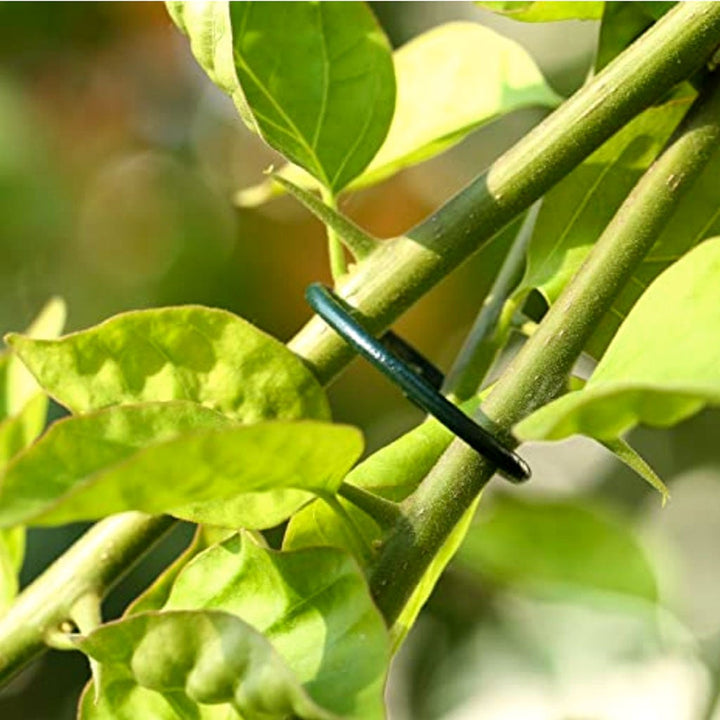 Tildenet Plastic Coated Plant Ring in use on the stem of a plant
