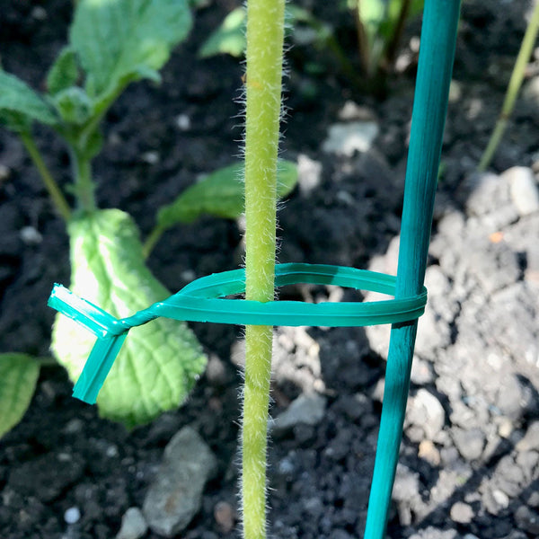Tildenet 4" Plant Twist holding a stem to a stake