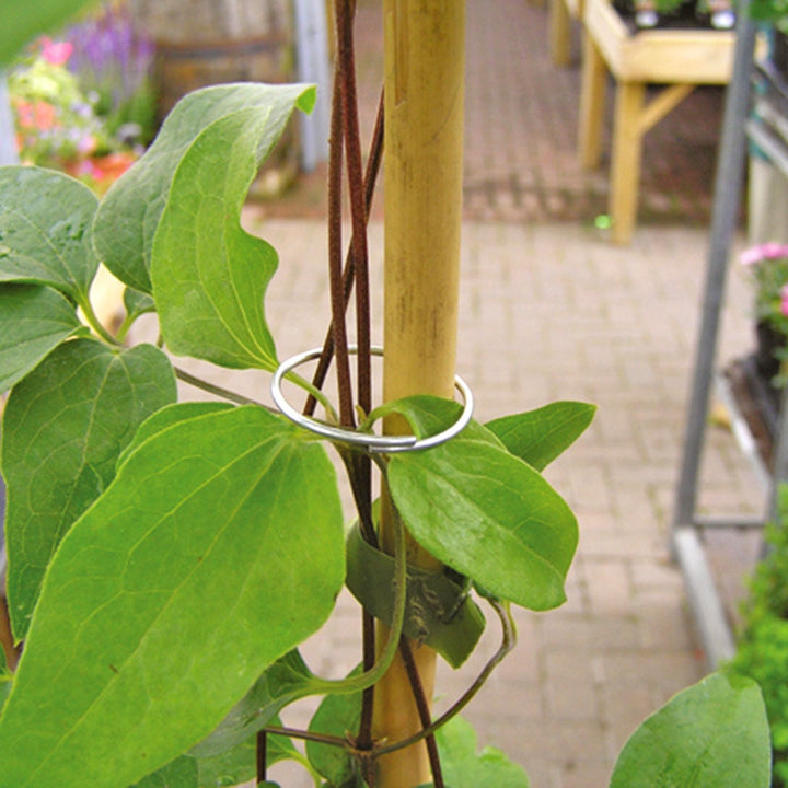 Tildenet Zinc Coated Plant Ring holding a stem to a bamboo cane